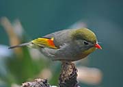 Picture/image of Red-billed Leiothrix