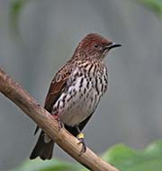 Picture/image of Violet-backed Starling
