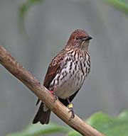 Picture/image of Violet-backed Starling