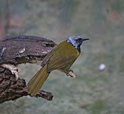 Picture/image of Oriole Warbler