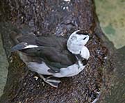 Picture/image of Cotton Pygmy-goose