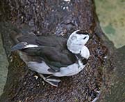 Picture/image of Cotton Pygmy-goose