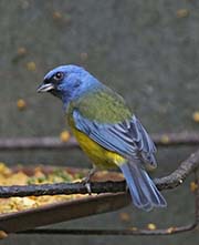 Blue-and-yellow Tanager