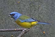 Picture/image of Blue-and-yellow Tanager