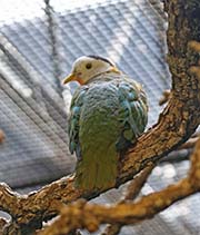 Picture/image of Black-naped Fruit-Dove