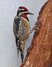 Picture/image of Yellow-bellied Sapsucker