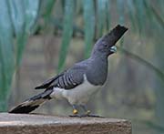 Picture/image of White-bellied Go-away-bird