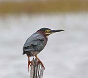 Picture/image of Green Heron