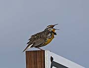 Picture/image of Eastern Meadowlark
