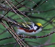 Picture/image of Chestnut-sided Warbler