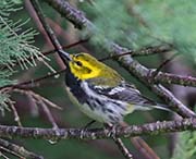 Picture/image of Black-throated Green Warbler