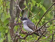 Picture/image of Eastern Kingbird
