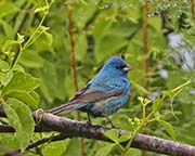 Picture/image of Indigo Bunting