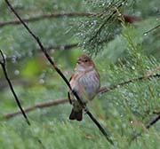 Picture/image of Indigo Bunting