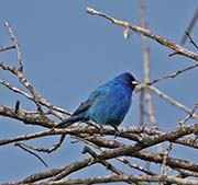 Picture/image of Indigo Bunting