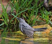 Picture/image of Gray Catbird