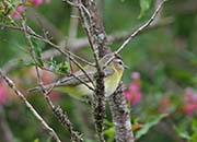 Picture/image of Philadelphia Vireo