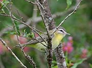 Philadelphia Vireo