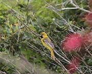 Picture/image of Orchard Oriole