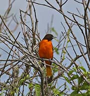 Picture/image of Baltimore Oriole