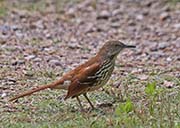 Picture/image of Brown Thrasher