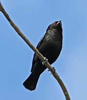 Picture/image of Bronzed Cowbird