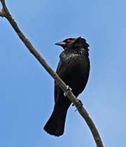 Picture/image of Bronzed Cowbird
