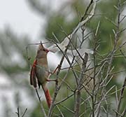 Picture/image of Northern Cardinal
