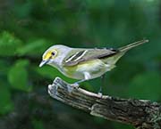 White-eyed Vireo