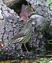 Picture/image of Northern Waterthrush