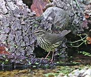 Picture/image of Northern Waterthrush