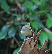 Picture/image of White-eyed Vireo