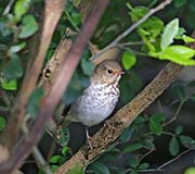 Picture/image of Swainson's Thrush