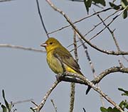 Picture/image of Scarlet Tanager