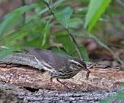 Picture/image of Northern Waterthrush