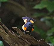 American Redstart