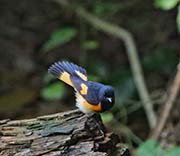 Picture/image of American Redstart