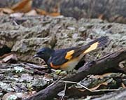 Picture/image of American Redstart