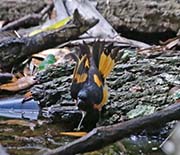 Picture/image of American Redstart