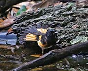 Picture/image of American Redstart