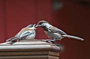 Picture/image of Chestnut-backed Chickadee