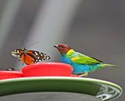 Picture/image of Bay-headed Tanager