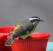 Picture/image of Bananaquit