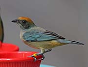 Picture/image of Scrub Tanager