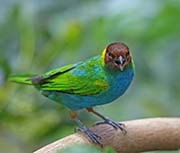 Picture/image of Bay-headed Tanager