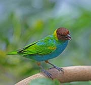 Picture/image of Bay-headed Tanager