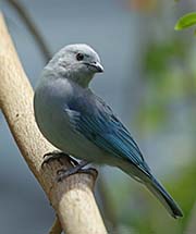 Picture/image of Blue-gray Tanager