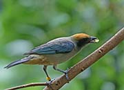 Picture/image of Scrub Tanager