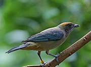 Scrub Tanager