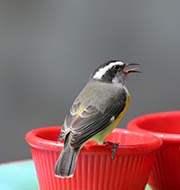Picture/image of Bananaquit